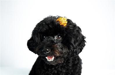 《生化奇兵》创作者：3A大作不创新的话会失去关注